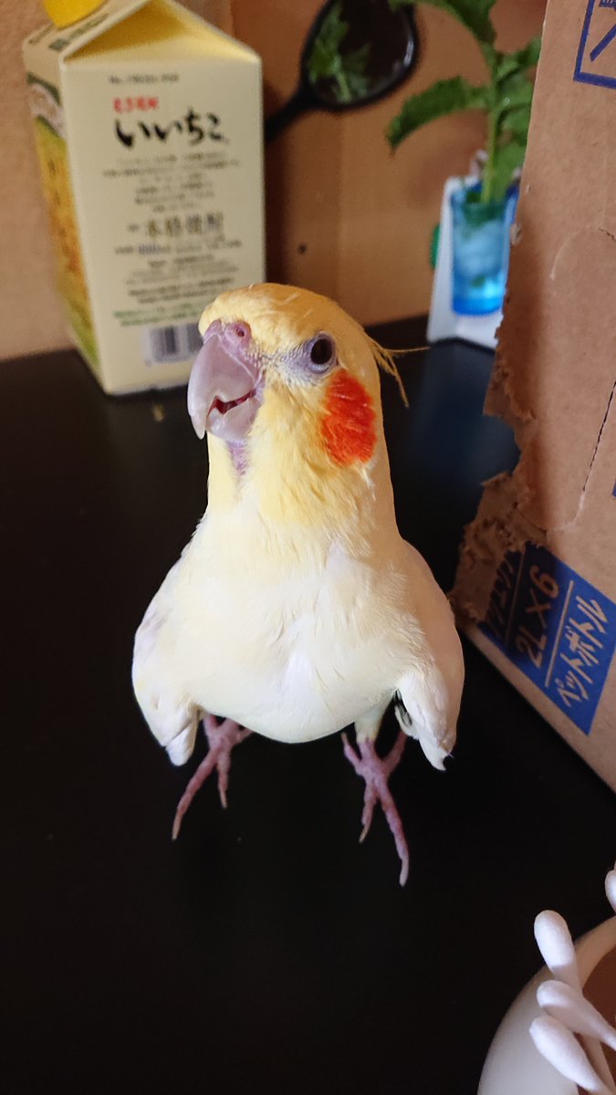 いいちこインコの飼い主 花沢りん吉 Twitter પર か弱そうなイメージのある小鳥さんですが 実は長寿で ウチの子で24歳 大型のインコや オウムになると 人間の寿命と同じぐらいになって来ます しれっとすごいことを言う見た人もやる