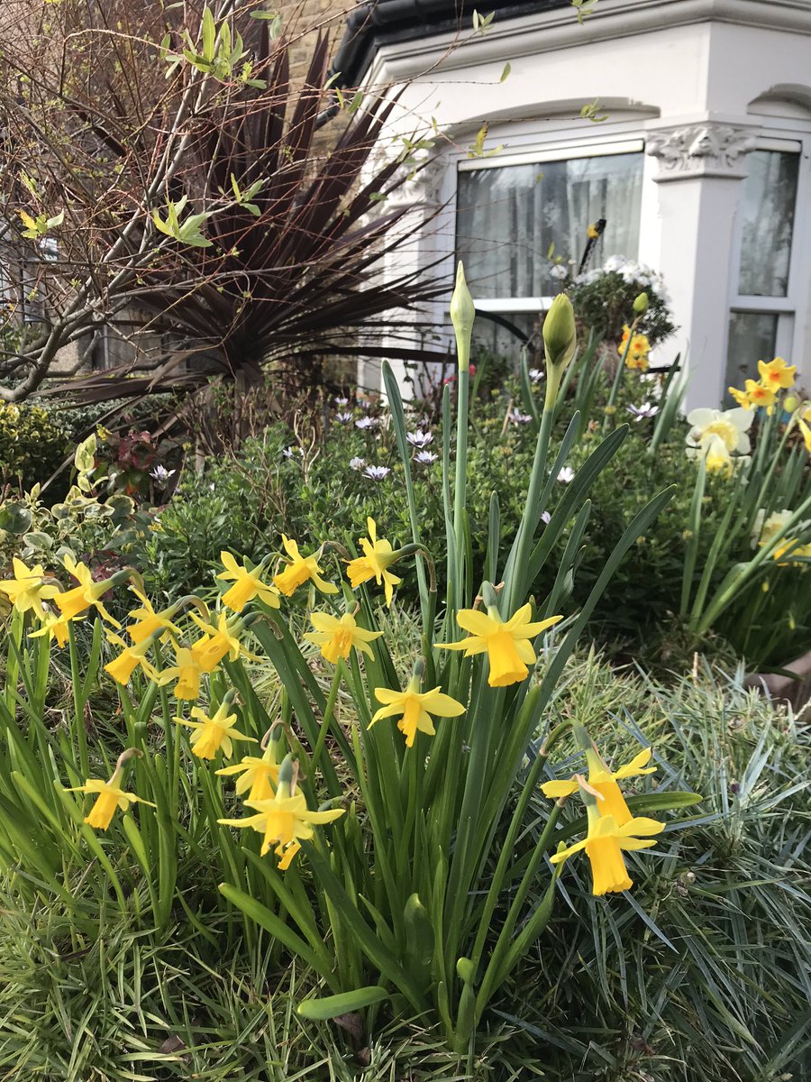 summerstown182's tweet image. Thanks so much to you for your extensive ongoing frontline coverage of the #SpringUprising #peace #love #flowertothepeople Especially for you, live from #TheExoticNursery #FountainRoad