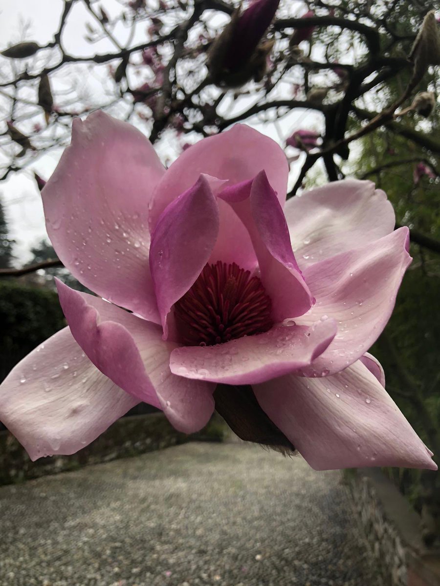 paolonardi80's tweet photo. Yesterday 4 colleagues at @AmiciDiCometa shared this text: “Is the world stopping or is our idea of the world? Dough still rises, flowers blossom. #FromMaterialsToMatters: Nature teaches us how relations are at the bottom of #knowledge & #learning”. #LifeEducates #COVID19 https://t.co/1jWykEGLdx