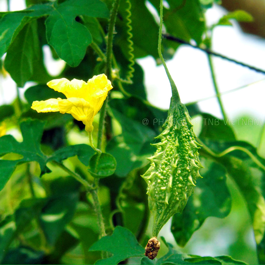 GlobalMudaru's tweet photo. FOUND "PANACEA" FOR CANCER TREATMENT- FOREST BITTER MELON

TNB Vietnam has produced two products from Forest Bitter Melon: #ForestBitterMelon #tea and #ForestBitterMelon #capsule.
#mudaru #panacea #Cancer https://t.co/hOnQ8W2ekn