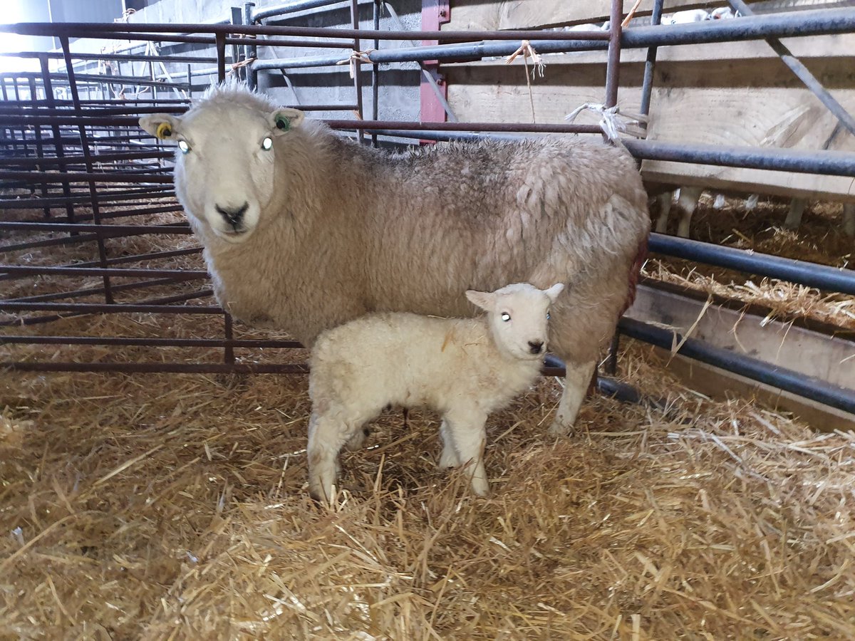 delyth fox-thomas tweet media