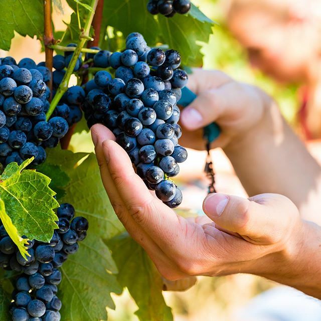 Sentryca's tweet photo. Fabulous red grapes, amazing for wine, but also for your skin 🥰⠀
⠀
The most talked about extract from red grapes is resveratrol ⠀
⠀
Resveratrol is a powerful anti-fungal polyphenol found in red grapes. Research has found that resveratrol-rich gra… https://t.co/ouNap68EKX https://t.co/9m6C8sB7GW