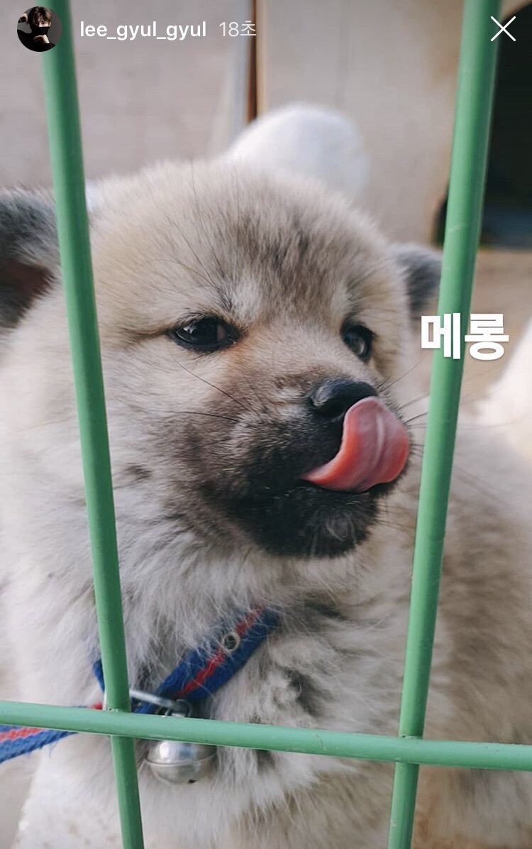 xmallangx's tweet photo. 강아지네마리 https://t.co/IwtMTKTRQo