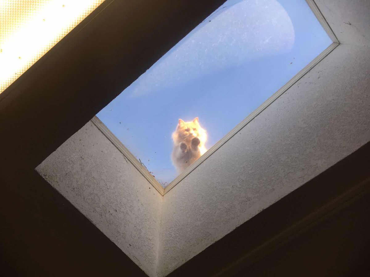 flyingrainbow69's tweet photo. Tofu getting his golden hour smize on https://t.co/crr4ZQbStX