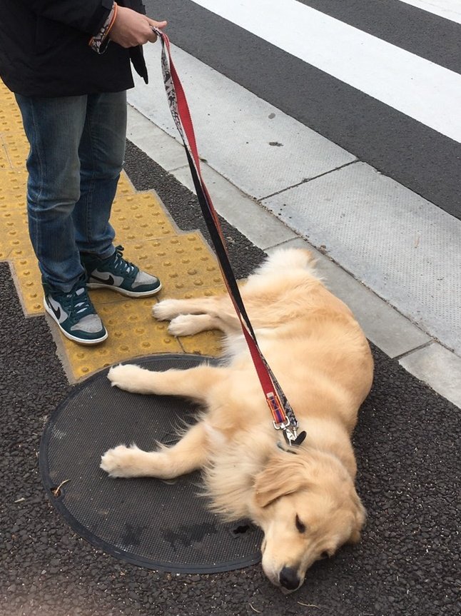 サイトウ レンタルでかい犬をレンタルして散歩しようとしたら 全然歩いてくれなくて レンタルなんもしないでかい犬でした T Co Izzjwuat75 Twitter
