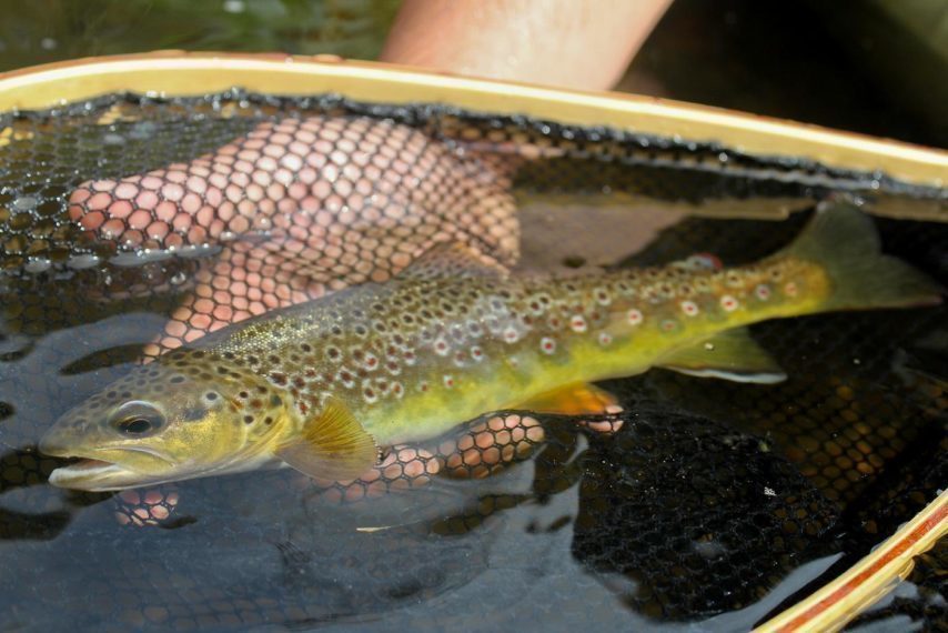 CoteQuimper's tweet image. #Peche en rivières à #Quimper L'association va vendre ses locaux au Moulin Saint-Denis. Son président annonce aussi d'autres projets. #Finistère #Bretagne actu.fr/bretagne/quimp…