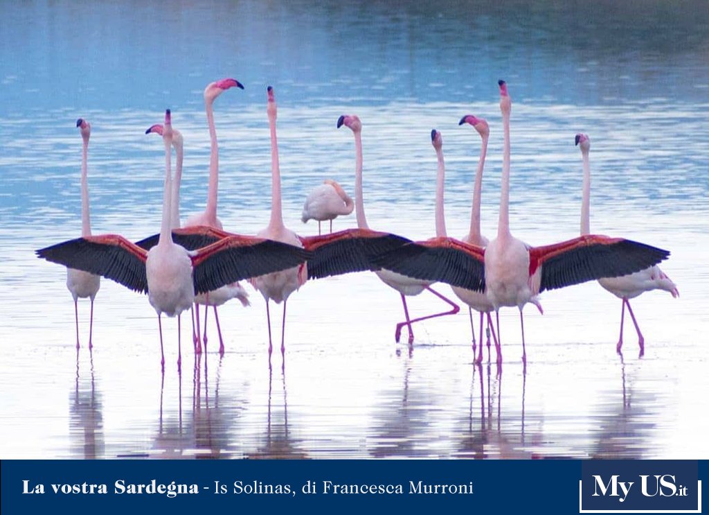 UnioneSarda's tweet photo. #LaVostraSardegna - La danza dei fenicotteri a #IsSolinas: #buongiorno e buon sabato #7marzo a tutti voi! https://t.co/gg1aL40VOQ