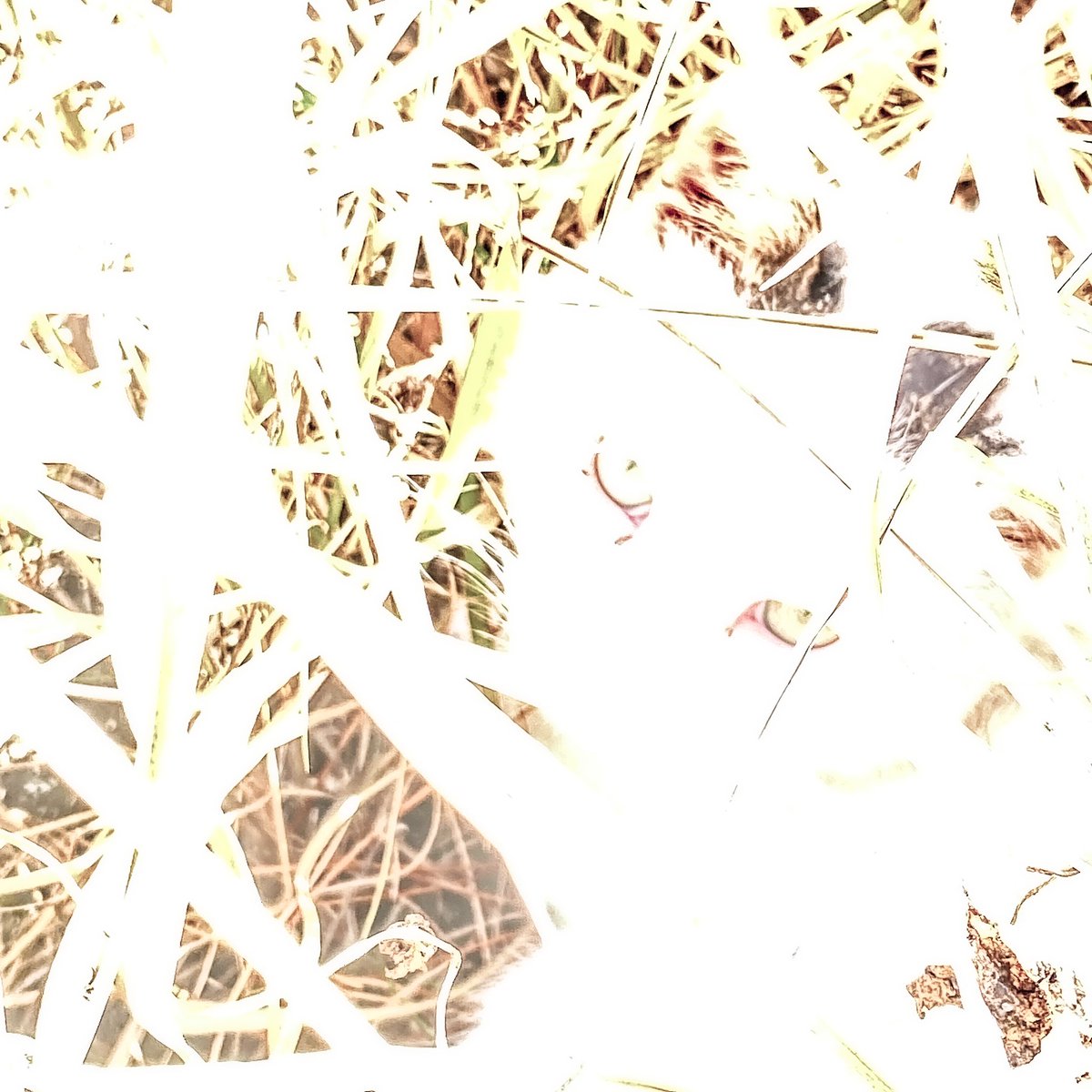 白飛びしすぎ hashtag on Twitter