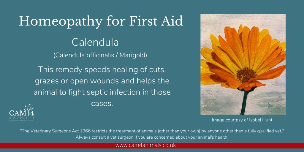 CAM4animals's tweet photo. 🌻Soothing Calendula is today's remedy https://t.co/HYpuhB8N6M You can buy it @HeliosPharmacy &amp; @AinsworthsLon See @bahvs to find a vet also trained in #Homeopathy #Healing #naturalhealing #marigold #sunshine #dogs #dogsoftwitter #CatsOnTwitter #Horses #equine #pets #RescueDogs https://t.co/vddjNaDX3w