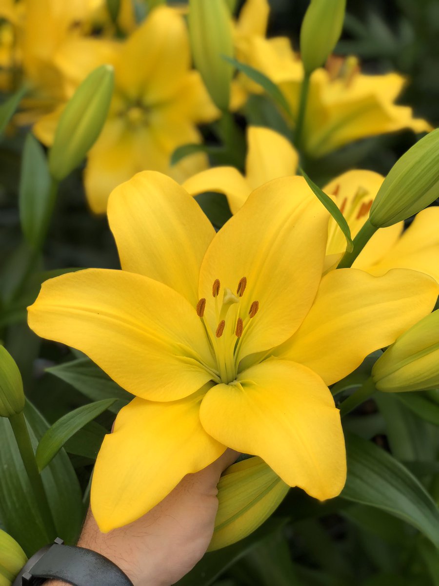 FormosaInvest's tweet photo. Don’t forget to get something for your wife, girlfriend, sister, mother and/or daughter as it's International Women's Day tomorrow. #tomorrow #womensday #lilium #freshcut https://t.co/2I6E6LOWnJ