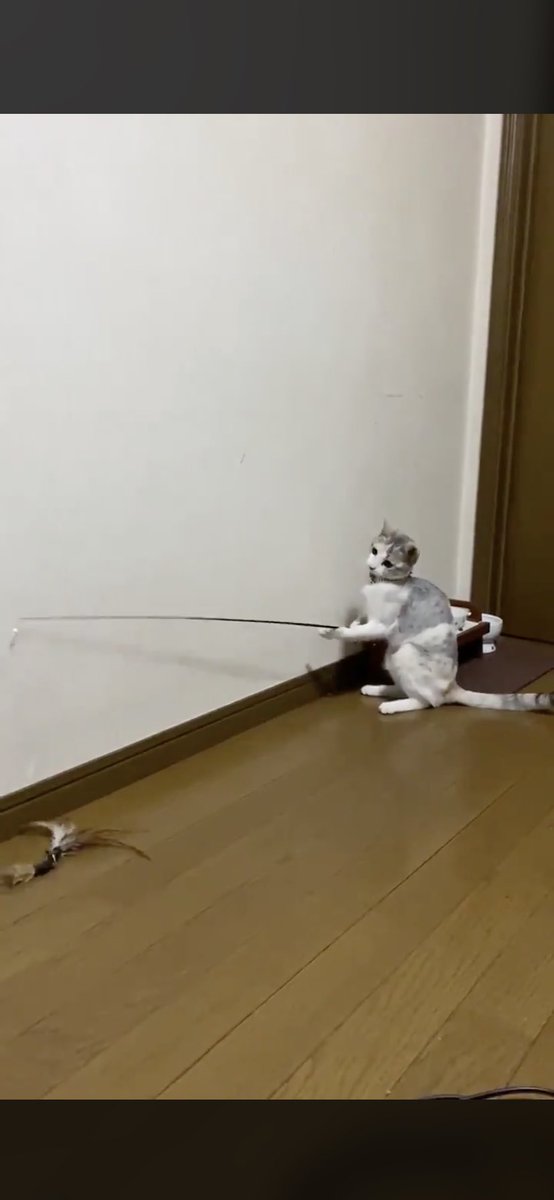 一人で釣りをして遊ぶ猫が器用で賢いと話題に Togetter 一人で釣りをして遊ぶ猫が器用で賢いと話題に Togetter