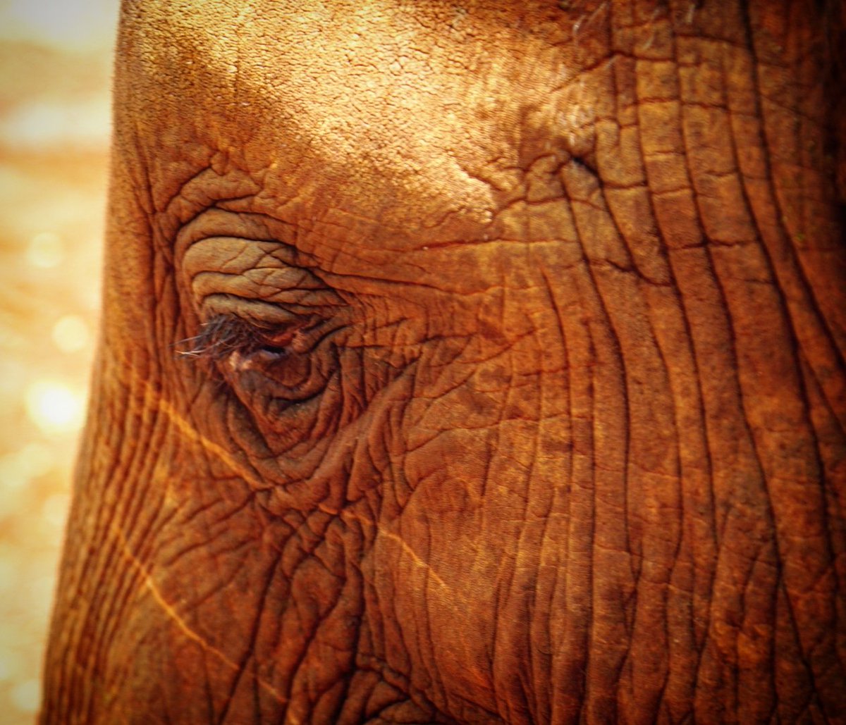 BSistersBerlin's tweet photo. 🐘 https://t.co/yM0rihrvJo