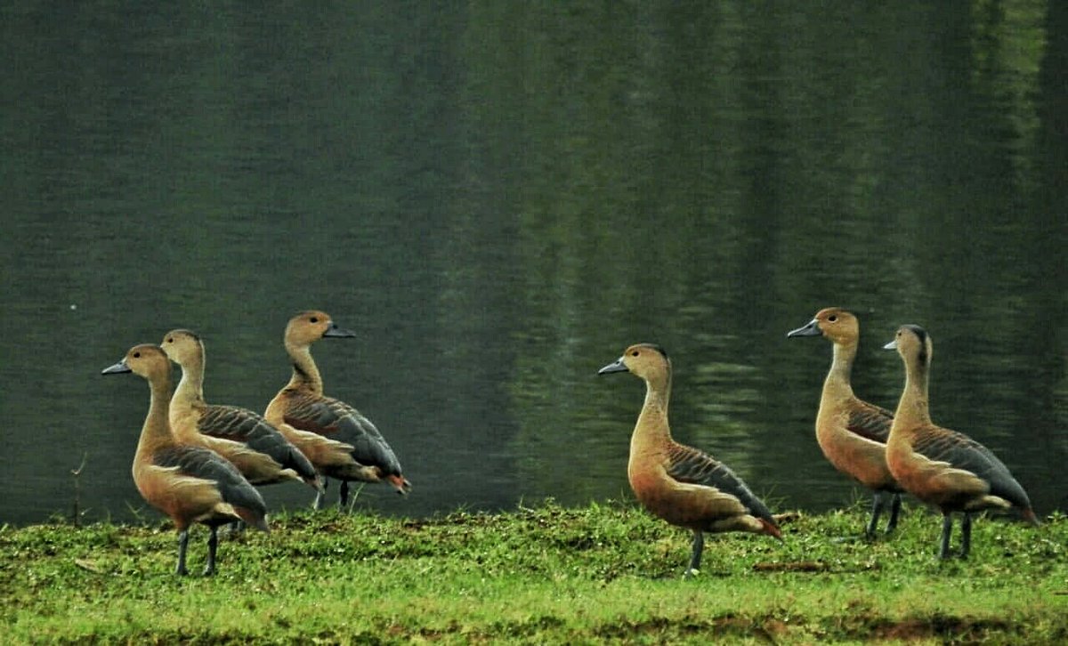 hindolbeauty's tweet photo. Friends from same Species !!

Click from #EktaliProject @hindol_nac

#DiscoverHindol #hindolbeautysite
@HindolPalace @odisha_tourism https://t.co/LjdS3UBf1Q