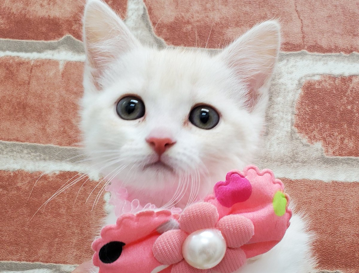 子犬子猫