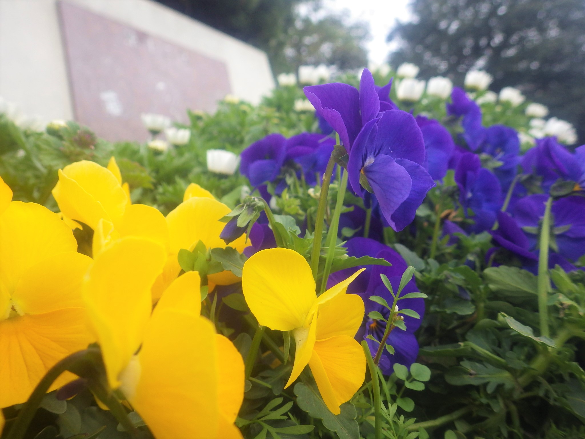 都立東白鬚公園 Ar Twitter シンボルタワー 纏花壇の花がきれいに咲いています ビオラ ノースポール デイジー が華やかに 公園 を彩っています 一緒に植えてある チューリップ と フリージア の 開花 はもう少しかかりそうです 東白鬚公園 花壇