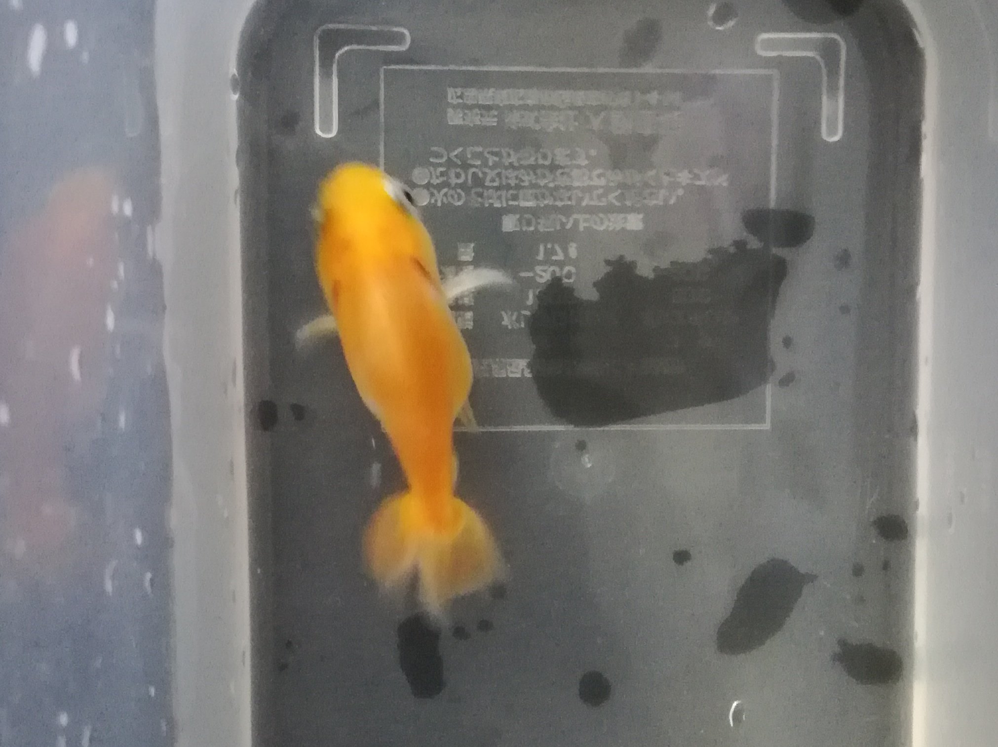 ゆかな 金魚 塩水浴中のなこさん 松かさ発症 お腹も片方膨れてるよね さてどうする 薬はエルバージュエースしかない ゆかな 金魚 塩水浴中のなこさん 松かさ発症 お腹も片方膨れてるよね さてどうする 薬はエルバージュエースしかない