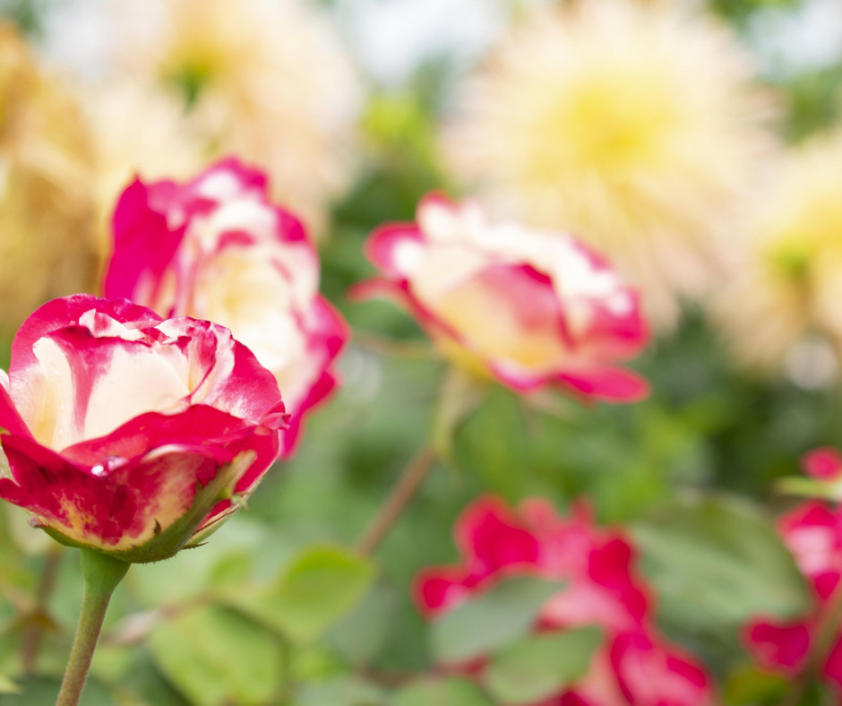 Looking for roses near you? 
Find Ludwig's Roses in GAUTENG in Pretoria North &amp; East, Irene, Kyalami. CAPE near Stellenbosch, Wynberg &amp; George. NATAL in Assegai :) And if that's not close enough - order your rose online 

Photo: Double Delight 
#doubledelight  #rosesouthafrica