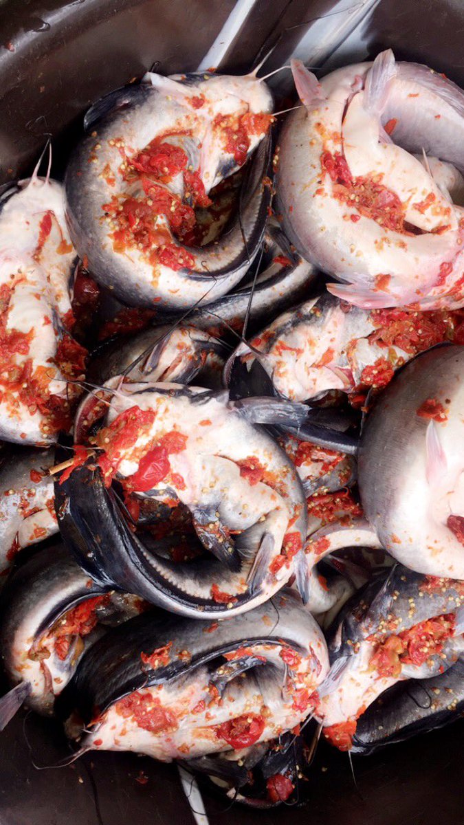 callmedharmmie's tweet photo. Yβall read that review. Why havenβt you patronized me yet?
I'm your plug for really tasty smoked fish. I promise you, they're as clean as u can eat them on the spot. Please refer your followers and family and help retweet my pinned tweet.
We deliver worldwide #RubyFarms https://t.co/vSdgu35foB