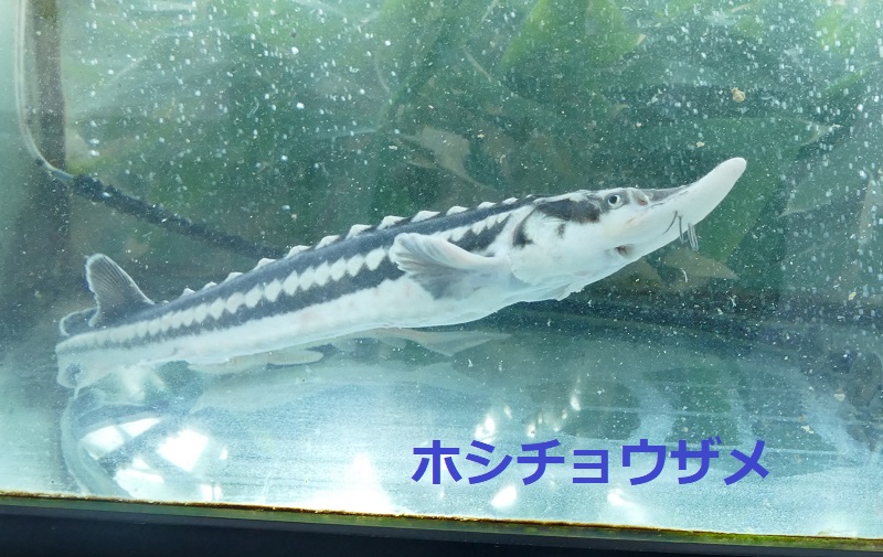 標津サーモン科学館 Shibetsu Salmon Museum クイズ 私はだ れ 第7問の正解は ロシアチョウザメ でした チョウザメ類の中でもゴツゴツとした鱗の並びが特徴的ですね 似ているホシチョウザメはフォルムも顔も細長い ロシアの吻端は短い