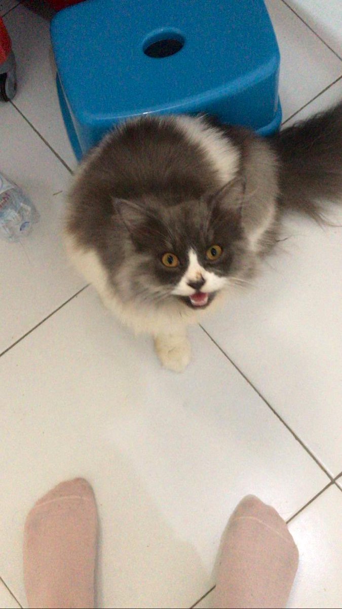 ThecatBonbon's tweet photo. biasanya kalau baru keluar terus pulang pasti bonbon udh ngeong ngeong nunggu depan pintu😭😔💔 https://t.co/6RCpZLsJX4