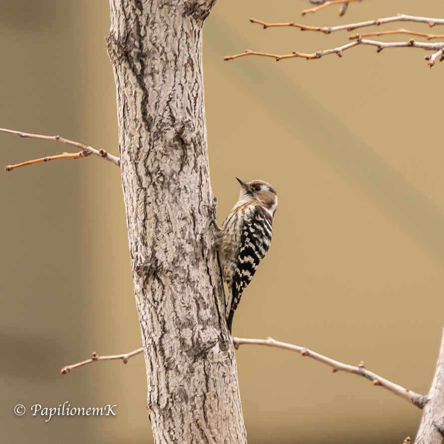 MarekPrice's tweet photo. While waiting for the green light at crosswalk, I was surpirsed to see three pygmy woodpeckers suddenly appeared and started pecking on a naked pine tree on the other side. They were totally exposed for 15 seconds and then flew away. I was lucky to carry my camera at that moment. https://t.co/hwoHgII7HO