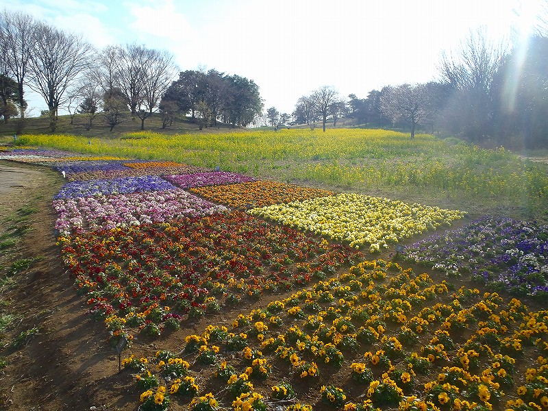国営昭和記念公園 Twitterren 現在花の丘北花畑ではパンジー ビオラ等の花壇植栽とともにナノハナ畑も見頃でご覧いただけます 黄色一面の花畑がとても綺麗です 昭和記念公園 ナノハナ花畑