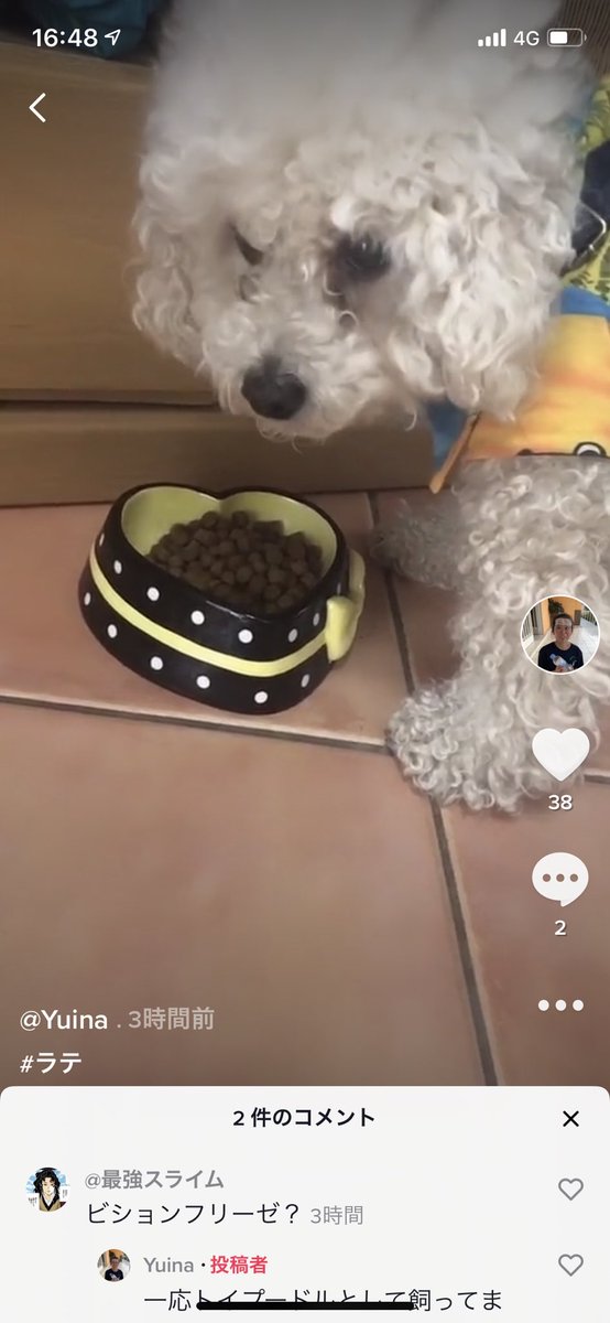 Yuina در توییتر 13年間トイプードルだと思って飼っていたラテくん 実はビジョンブリーゼだった疑惑浮上 トイプードル とビジョンブリーゼの違い Yuina در توییتر 13年間トイプードルだと思って飼っていたラテくん 実はビジョンブリーゼだった疑惑浮上 トイプードル とビジョンブリーゼの違い