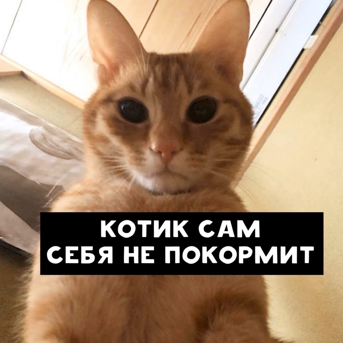 RussianWeird's tweet photo. The cat won’t feed himself https://t.co/fW30Sxvt3y