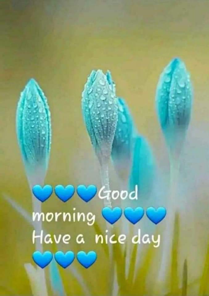 AishaJan25's tweet photo. @VishalJ20220566 Very beautiful thanks and have beautiful day as well..be blessed dear Vishal . May God bless you more🌻🌸 https://t.co/aHinRgfZg3