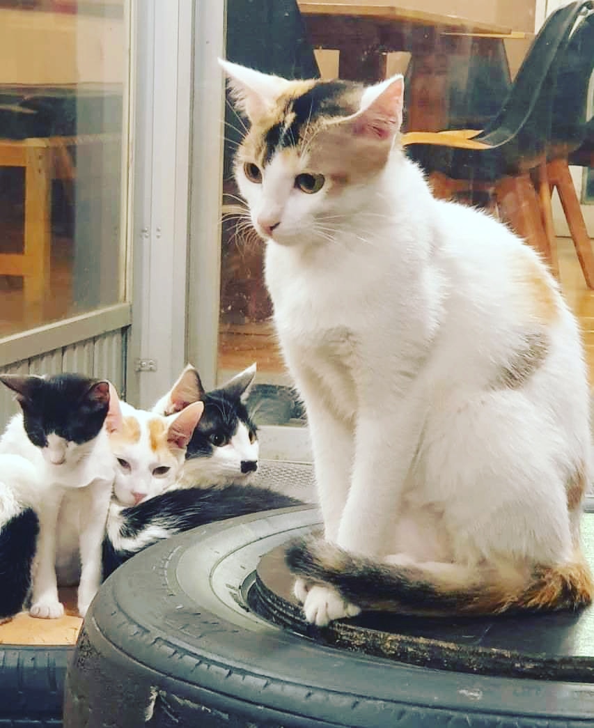 capawcino's tweet photo. Lilly, Charlie, Hope and Sophie are planning how they're gonna spend the Caturday! 😹
Visit Capawcino Cat Cafe and make their Caturday special! We're open now till 10:30 PM

#caturday #capawcino #capawcinocatcafe #catcafe #cafe https://t.co/yaYu26rBQS