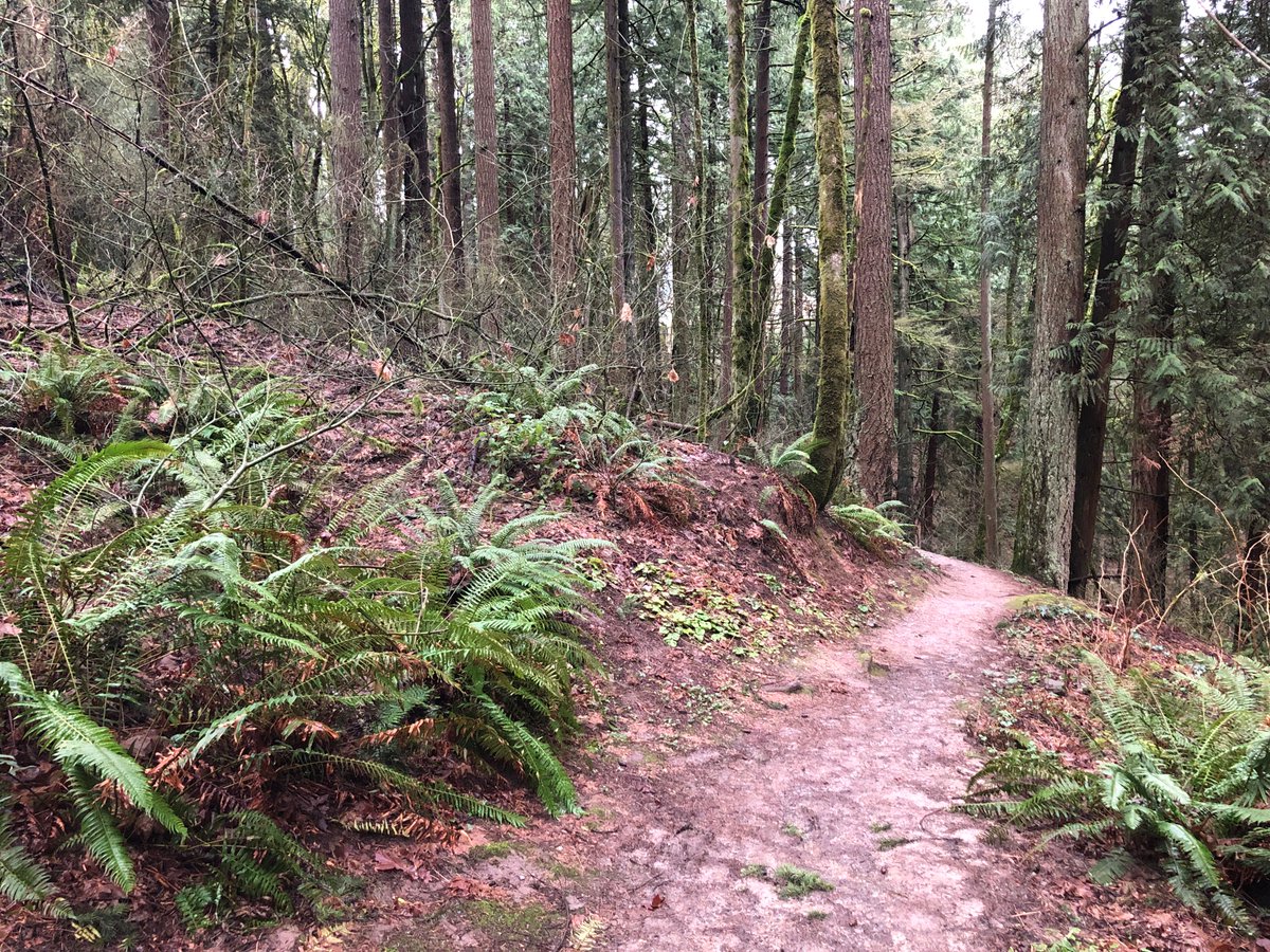pedervnelson's tweet photo. Let's #TimeTravel with #Landsat 🛰️ to consider our decisions of #LandCover, #LandUse, and #LandscapeChange. On the ground with #NASAGO...what do those those new buildings look like and how tall are the green trees🌲🌳 seen from space?  #TreesAroundTheGLOBE #OregonView https://t.co/9dL6h6gMEa
