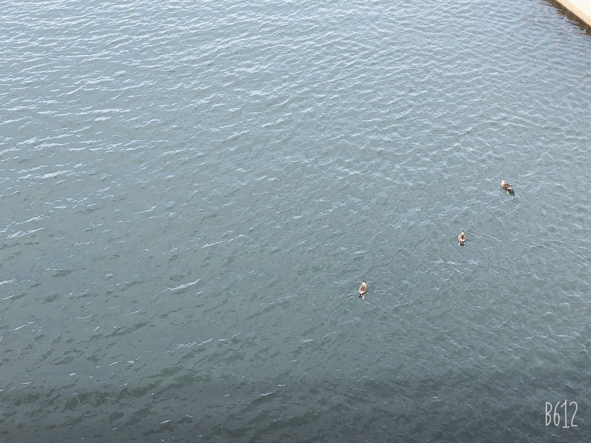 Trumpet_Chicago's tweet photo. @sgk2000hr 🦆 https://t.co/e89BZsN63h