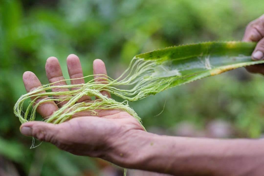 DhakalSaurav's tweet photo. New world - new material #pinatex #innovation #MakingFuturesPH #pineapplefiber #natural @circleeconomy @npBritish it will be good learning @Greengrowth01
भुइकटहर को पातबाट बन्ने रैछ कपडा र जुत्ता ।।।। https://t.co/yaJsnJcpKs