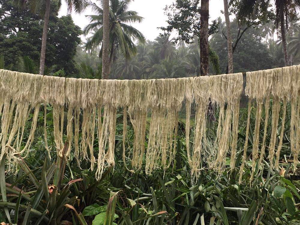 DhakalSaurav's tweet photo. New world - new material #pinatex #innovation #MakingFuturesPH #pineapplefiber #natural @circleeconomy @npBritish it will be good learning @Greengrowth01
भुइकटहर को पातबाट बन्ने रैछ कपडा र जुत्ता ।।।। https://t.co/yaJsnJcpKs