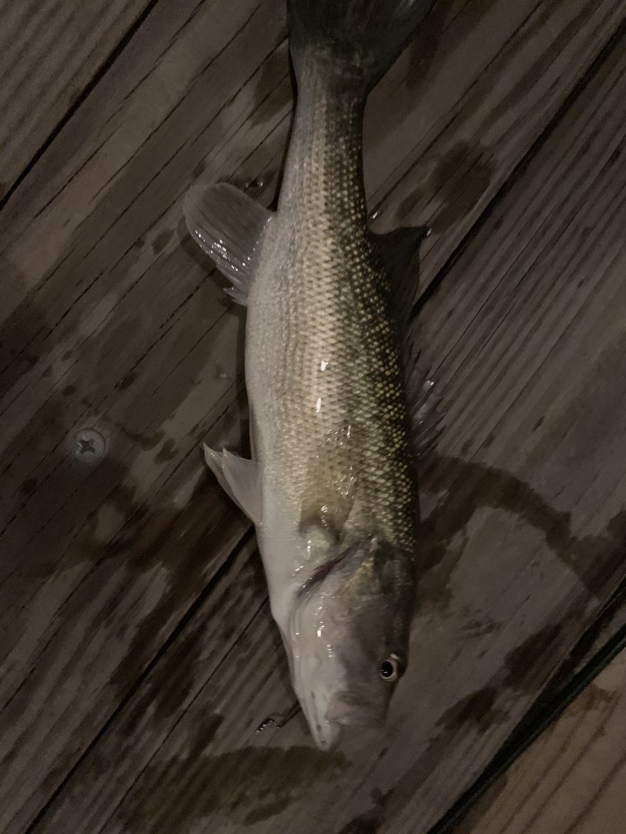 angler_on's tweet photo. Successful night of fishing, in 30’ weather..Finally! Life is good! #Fishinland @angler_on https://t.co/IhL4mQ2r4o