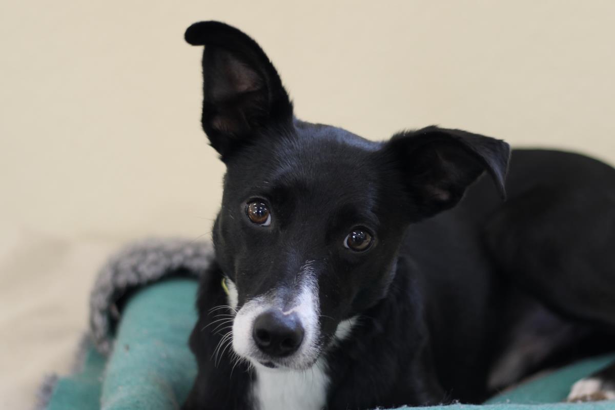 SherylBrowne's tweet photo. @bookouture @nholten40 Little Brie, a Blue Cross rescue babe. She has pins in her tiny back legs due to a road accident. Love her to bits! And her mate, Louis! Due to come to his #foreverhome with us on Tues! Full of love but frightened. He has my heart already (and Brie's!). #ADogsHope 💕🐾 https://t.co/6PIG6wxTf7