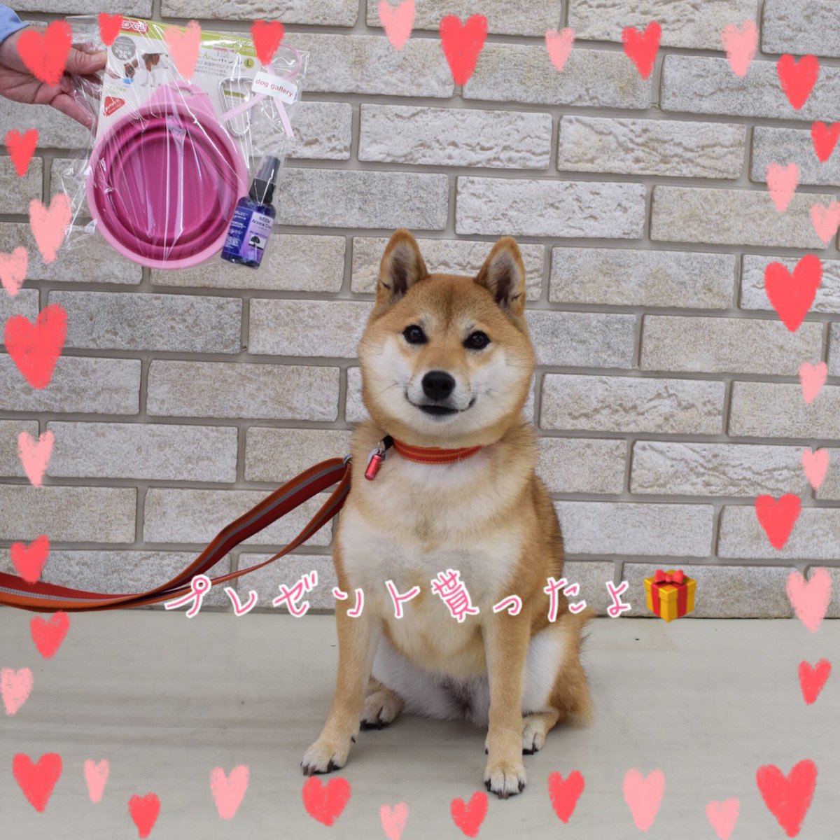 DOG_GALLERY's tweet photo. プレゼント当選者のムーコちゃんがお店に来店してくれました😊🐾
お散歩セットが当選しました✨
今日はミドルクラスがあって参加予定だったようです😆
お写真もバッチリポーズを決めてくれました♪
#doggallery
#柴犬
#プレゼント企画
#当選者
#くぅちゃん https://t.co/KmmjB5Cfqq