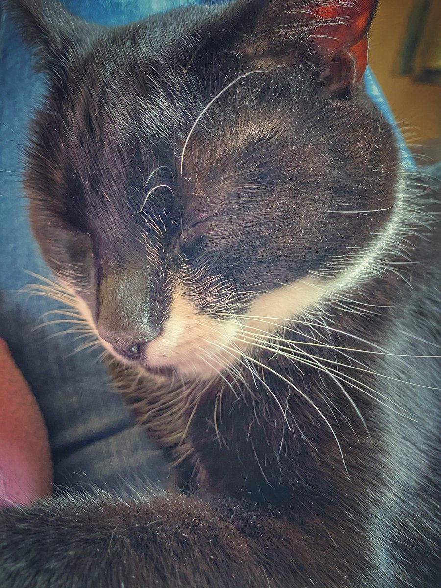 Rhiani's tweet photo. Oh to be a cat! #relaxing #SaturdayMorning #Caturday https://t.co/80S91aWhul