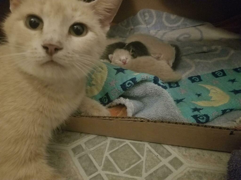 HappyCatsClub's tweet photo. We brought home an unclaimed stray several weeks ago not knowing she was pregnant. I am now a grandma to 5 healthy babies and 1 angel baby. Please spay and neuter your pets. #HappyCatsClub #cat #kitten #meow #catsoftwitter https://t.co/XNYVzwlOHA