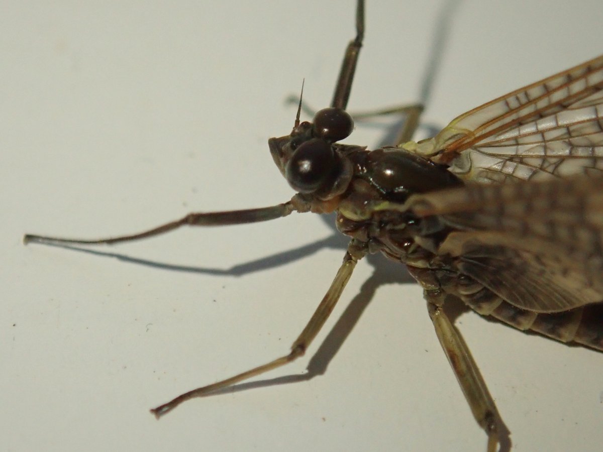 No moths in the trap for the 1st night of #GardenMothScheme 2020 - not unusual here - but did catch a rather lovely sub-adult March Brown, Rhithrogena germanica. Gotta love those crazy mayfly eyes! Llandaff North, Cardiff. @bugsymac1 @GardenMoths