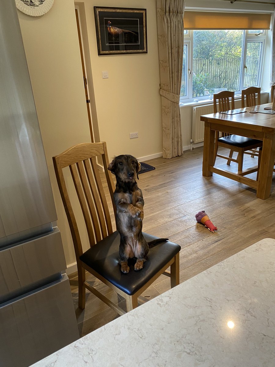 FlyingCaptain's tweet image. Wanting to watch Crufts, Francesca a 3 year old Teckel Hound  #crufts2020