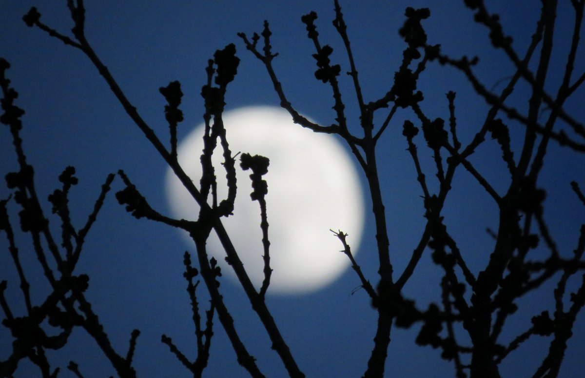 Last night's #moon through trees with spring growth