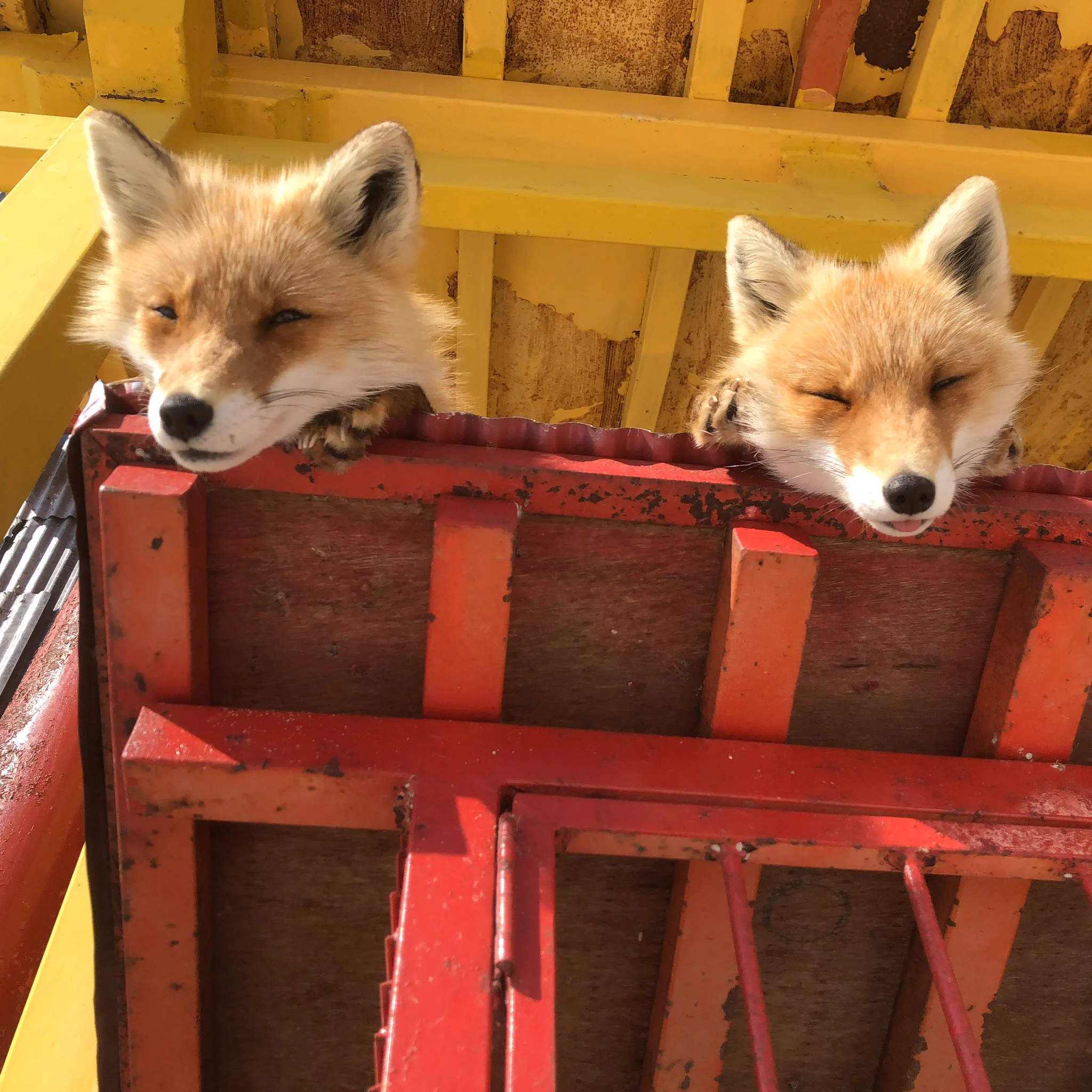 北海道にある北キツネ牧場がキツネ天国すぎて話題に