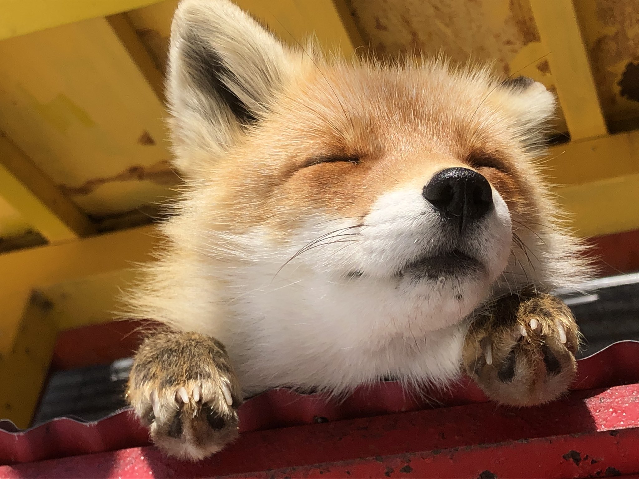 北海道にある北キツネ牧場がキツネ天国すぎて話題に | 話題の画像プラス