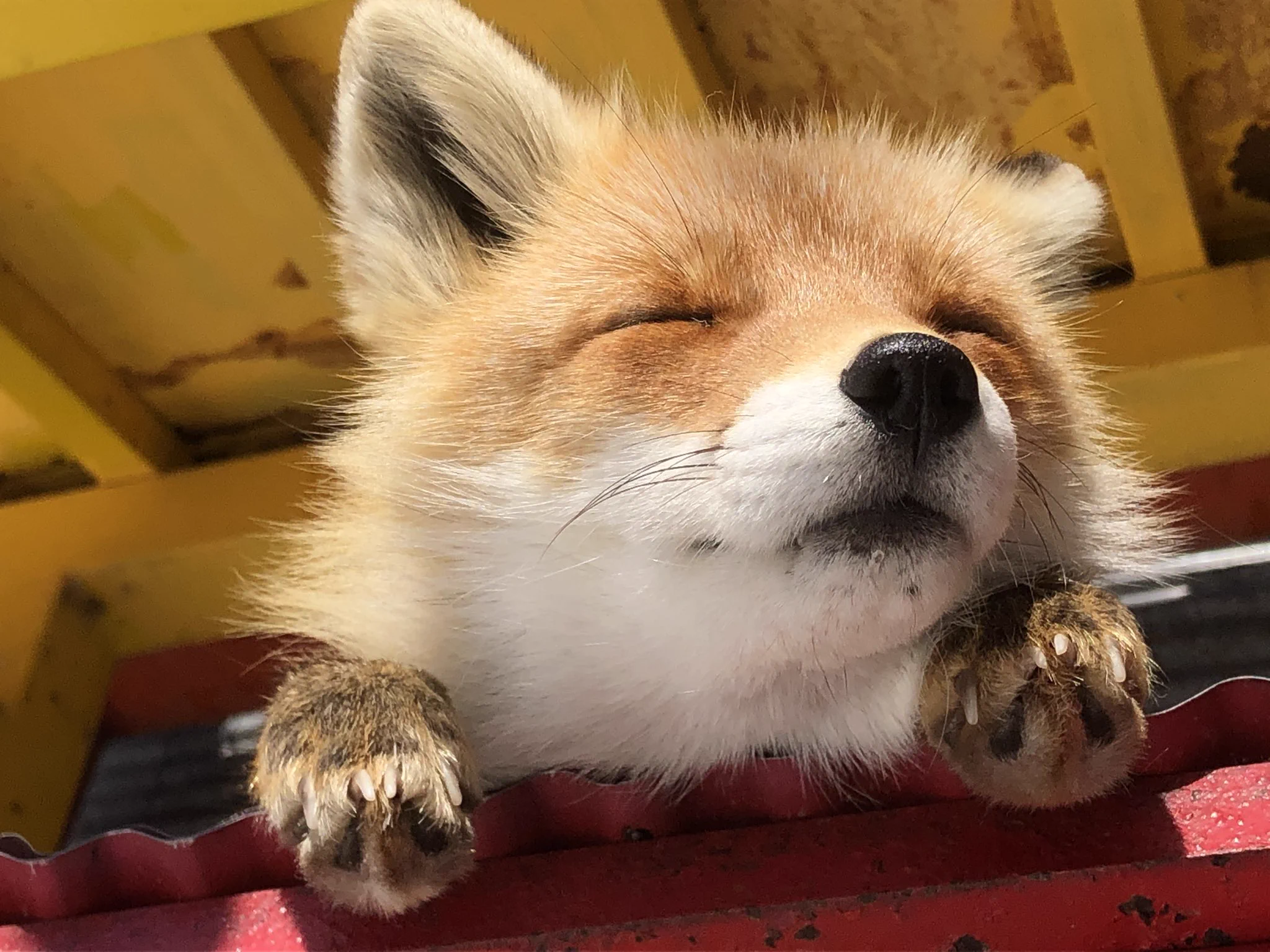 北海道にある北キツネ牧場がキツネ天国すぎて話題に