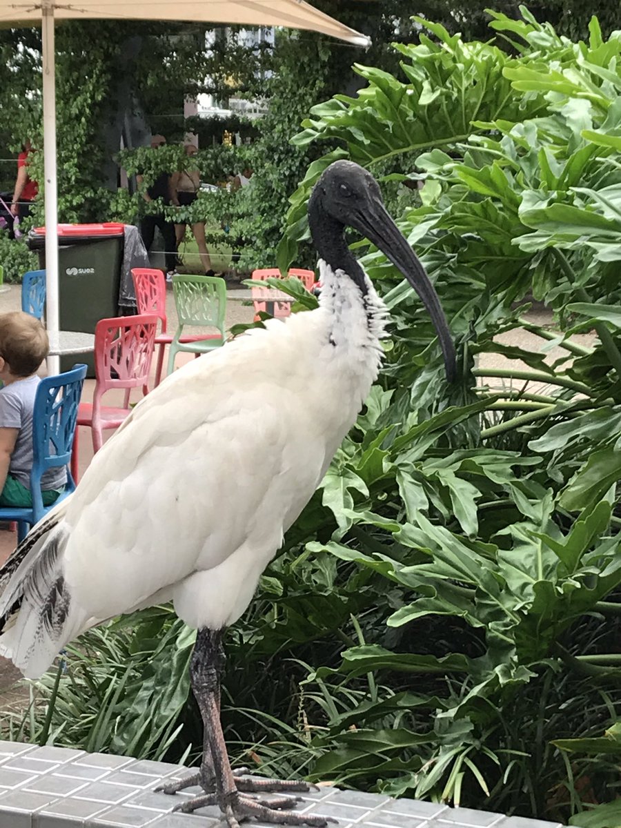 davidgawne1's tweet photo. @UltMul There were dozens of them in the shopping malls and outside cafes!! https://t.co/UrsYHWQAwW