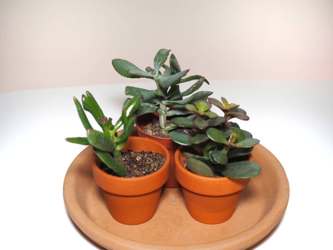 tinyurbanfarmer's tweet photo. A cute little jade trio: Crassula ovata Gollum and aborescens. Great for indoor light #etsy #moneytree #succulents https://t.co/wghZXZycr7 https://t.co/dv5uH9DDAM