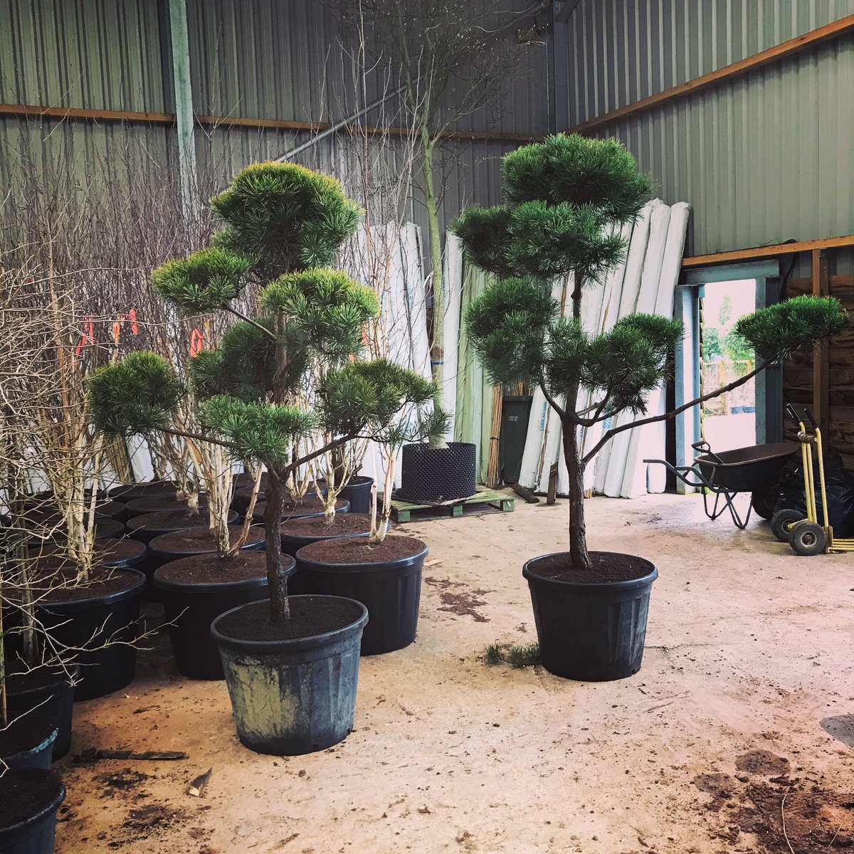 ChewValleyTrees's tweet image. I’ve had a go at some Japanese style cloud pruned Scots pines. These started off as 30cm high 3L quite a few years ago now. After plenty growing and pruning in the field they are now potted up and will be ready in the summer. 
#britishgrown #cloudpruning #trees #topiary #tree