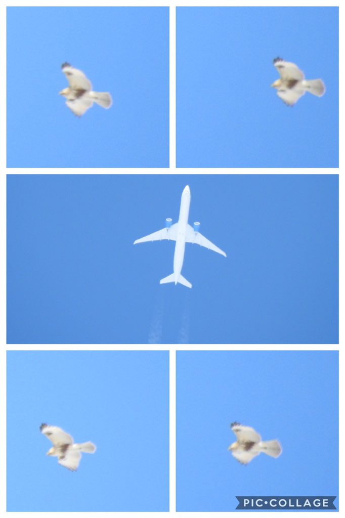 鳥の名前教えて下さい