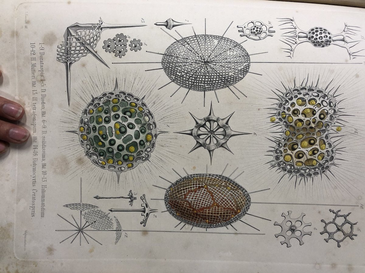 Prakashlab Thanks For All The Kind Messages For This Special Day It Means A Lot To Me I Am Celebrating This Special Day Foldscoping Nature Has A Lot Of